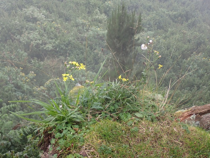 Senecio transmarinus photo 6