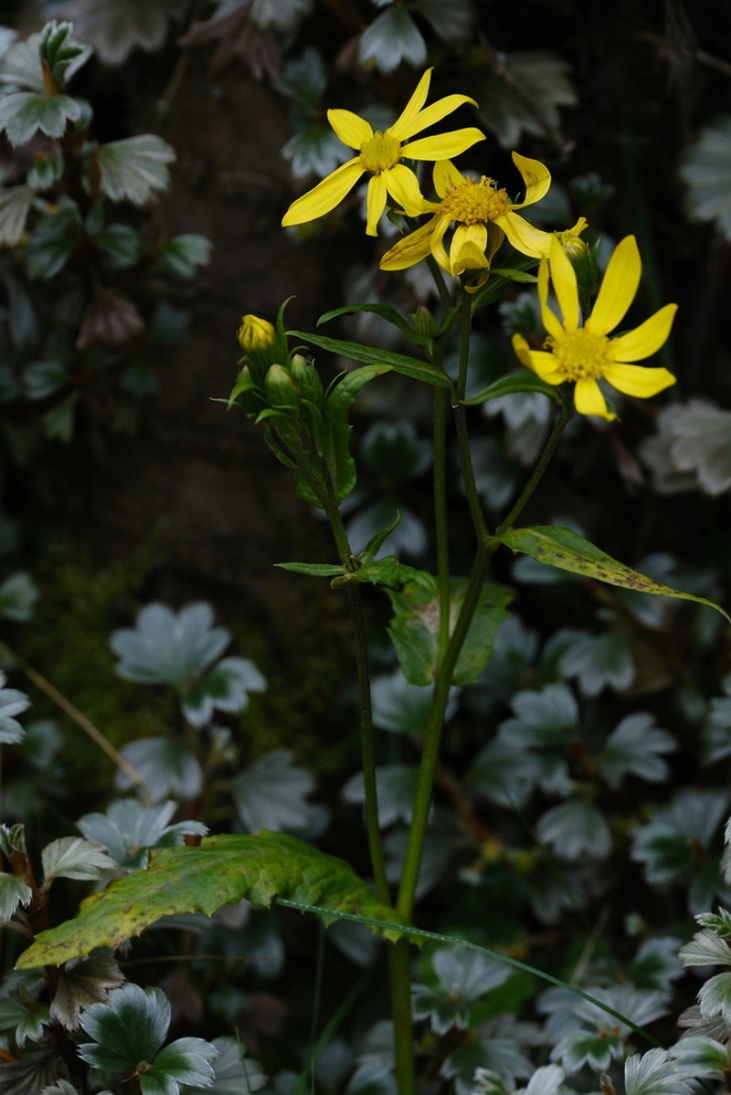 Senecio transmarinus photo 7