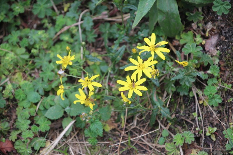 Senecio transmarinus photo 8