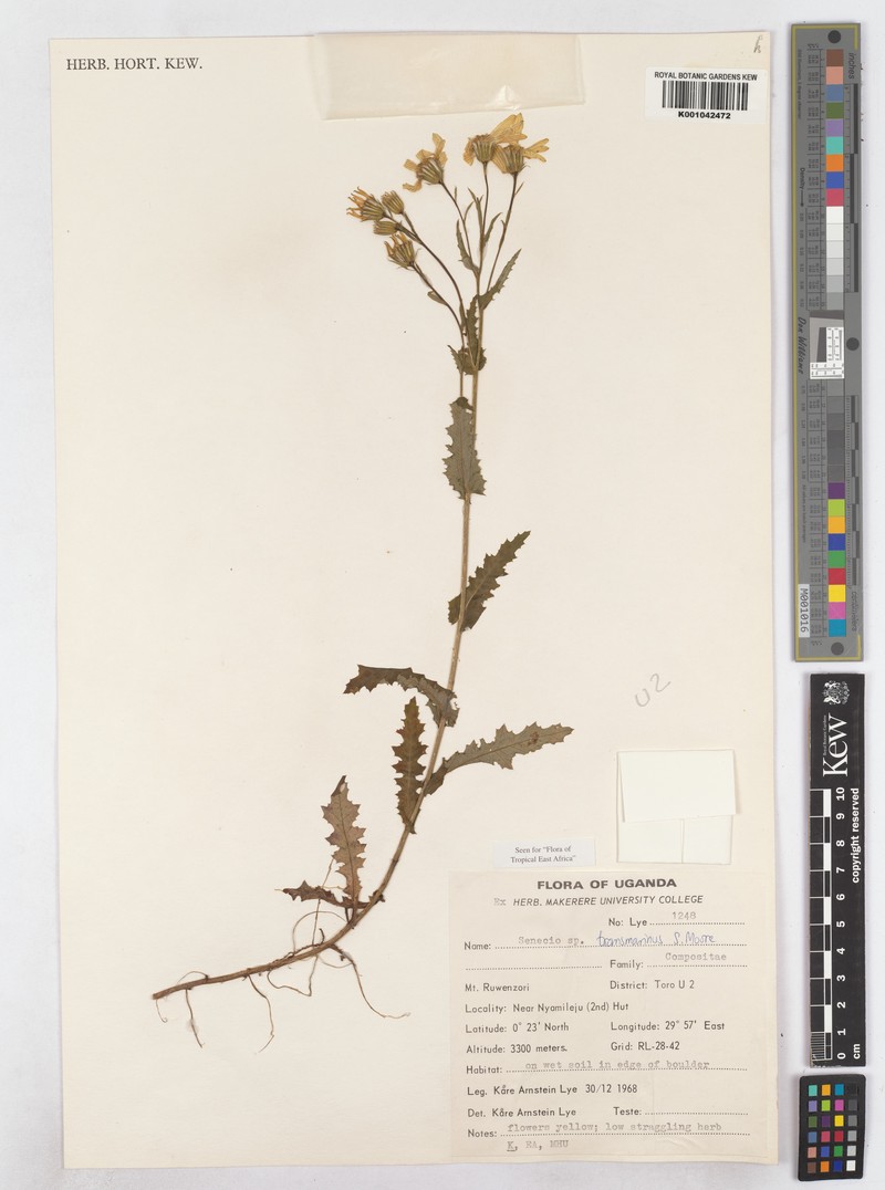 Senecio transmarinus var. sycephyllus