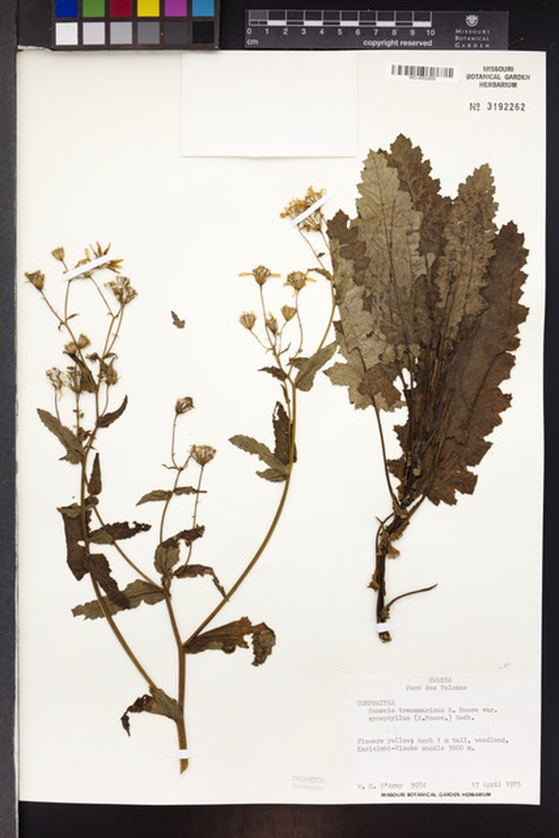 Senecio transmarinus var. transmarinus