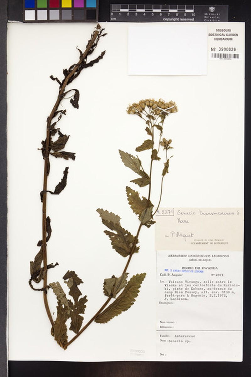 Senecio transmarinus var. transmarinus photo 2