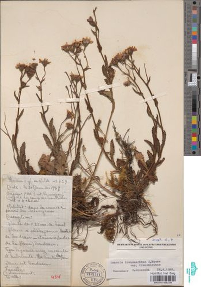 Senecio transmarinus var. transmarinus photo 3