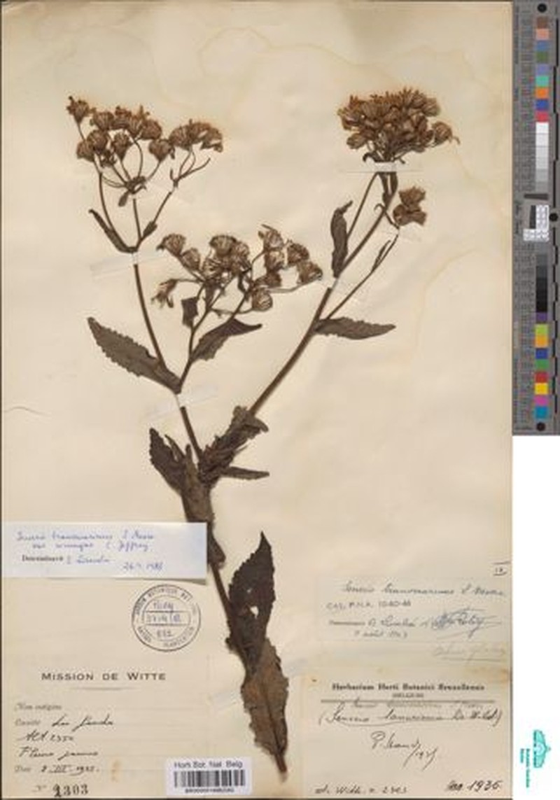 Senecio transmarinus var. transmarinus photo 4