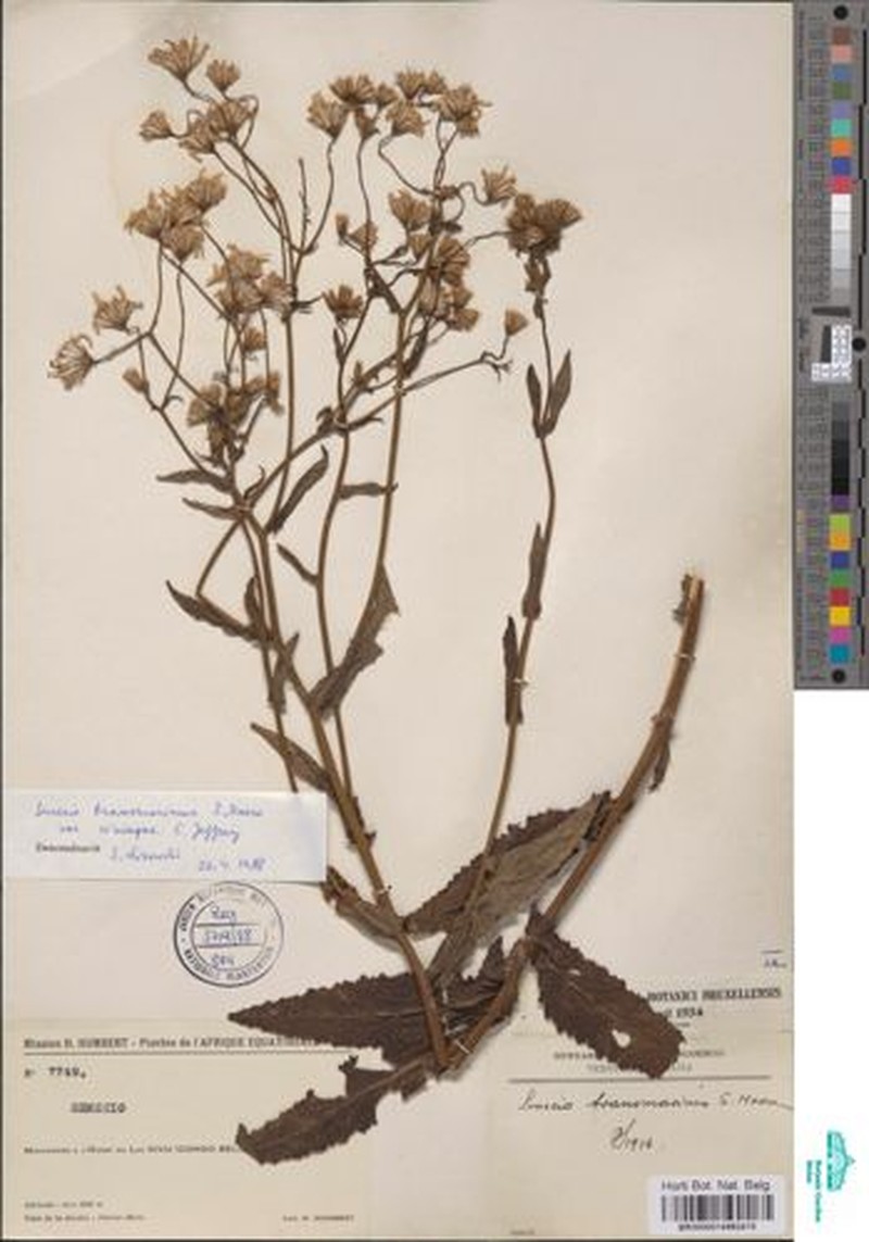 Senecio transmarinus var. transmarinus photo 6