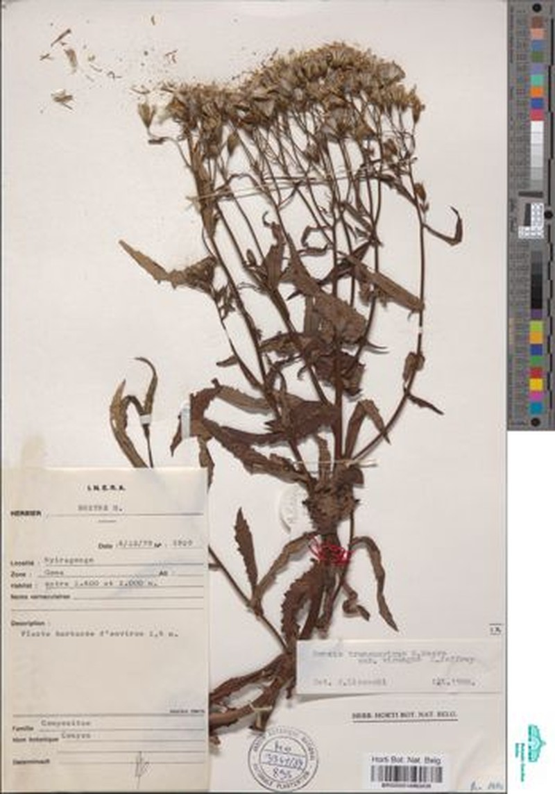 Senecio transmarinus var. virungae