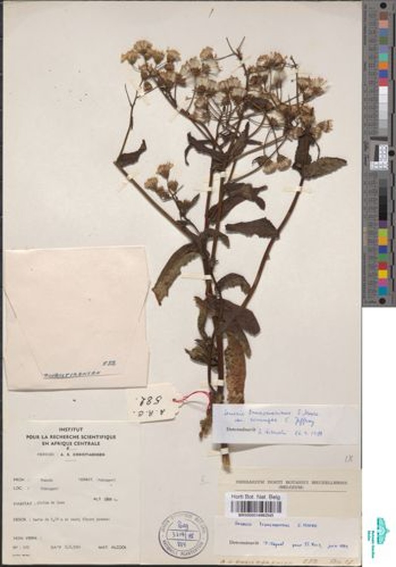 Senecio transmarinus var. virungae photo 2