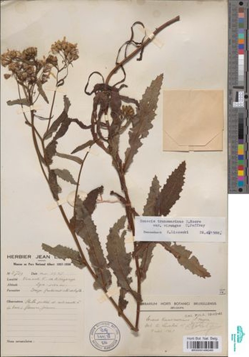 Senecio transmarinus var. virungae photo 3