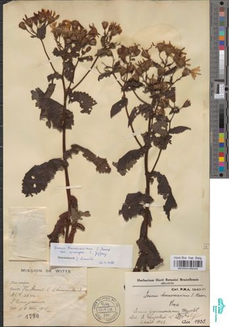 Senecio transmarinus var. virungae photo 4