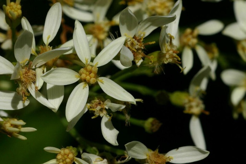 Senecio triactinus