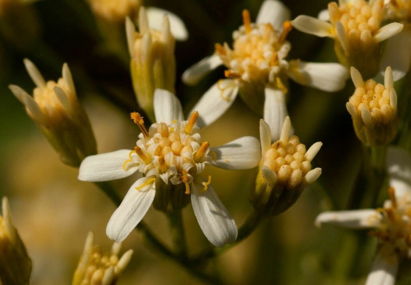 Senecio triactinus photo 2
