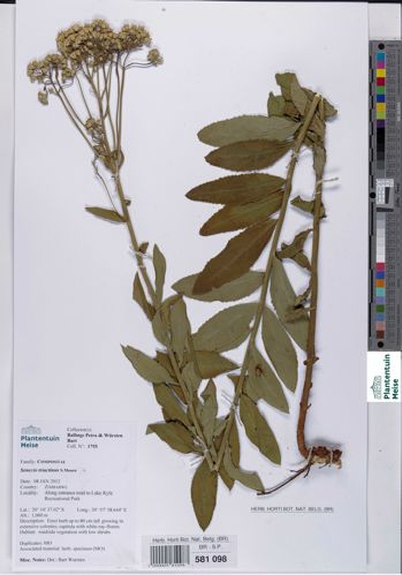 Senecio triactinus photo 4