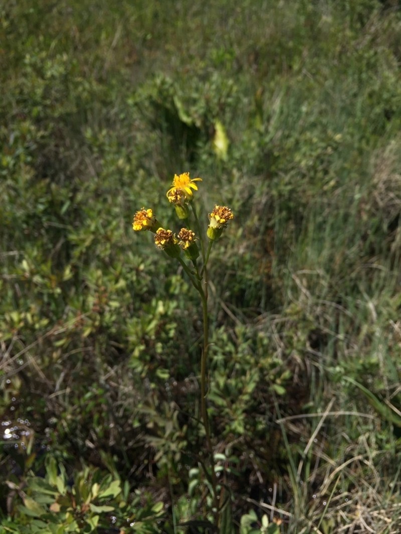 Arrowleaf Ragwort photo 4