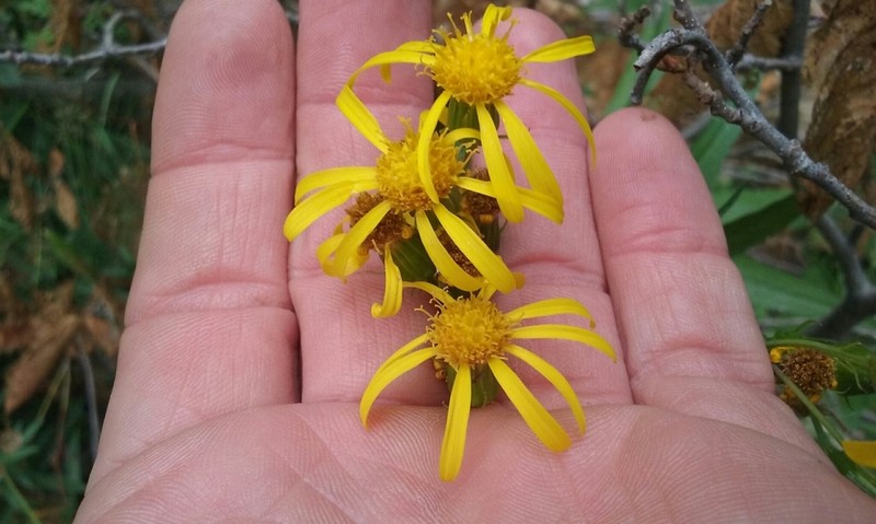 Arrowleaf Ragwort photo 5