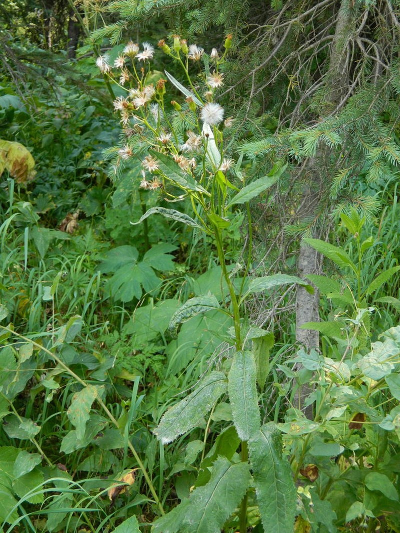 Arrowleaf Ragwort photo 6