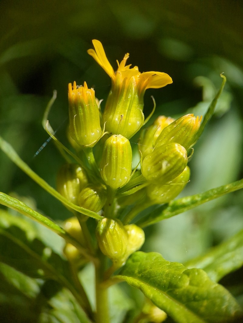 Arrowleaf Ragwort photo 7