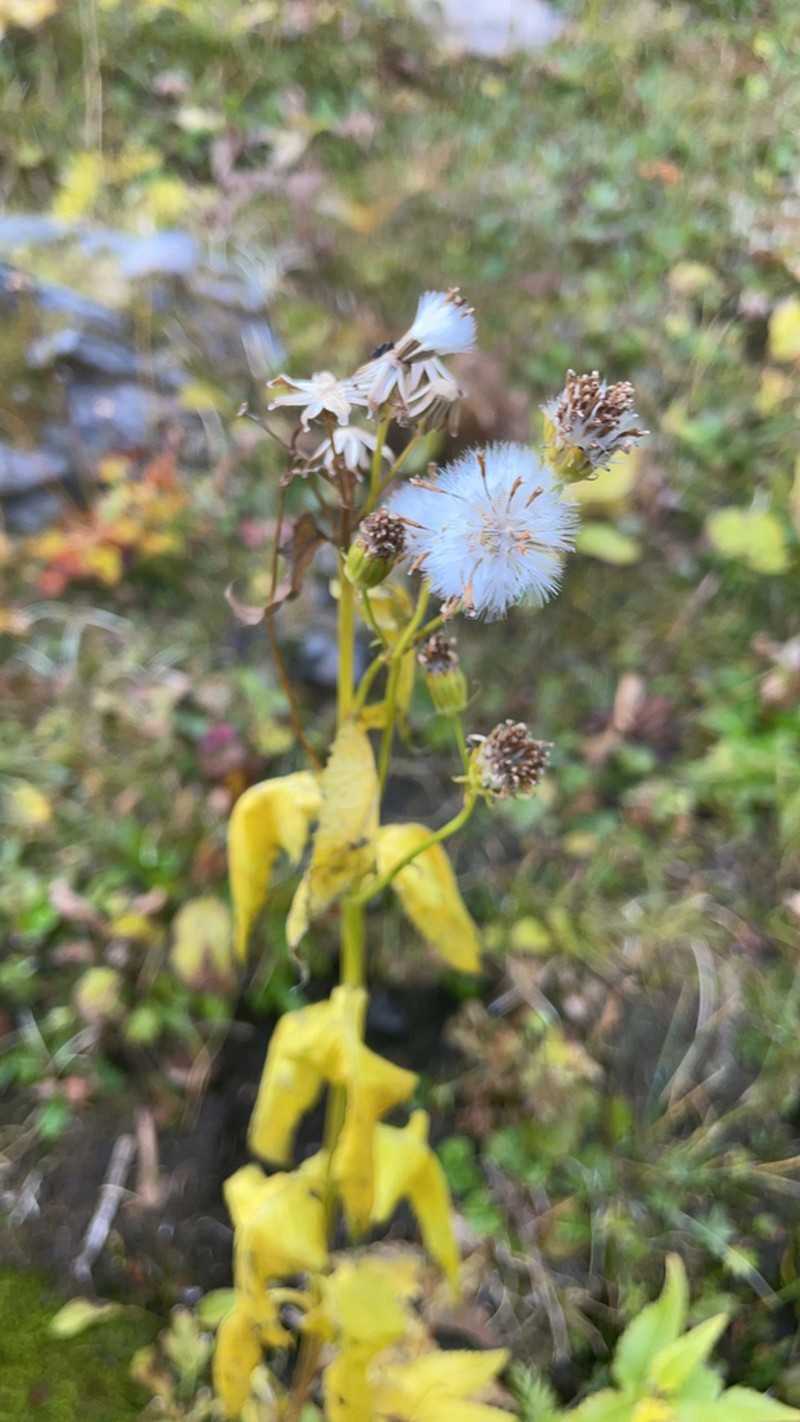 Arrowleaf Ragwort photo 8