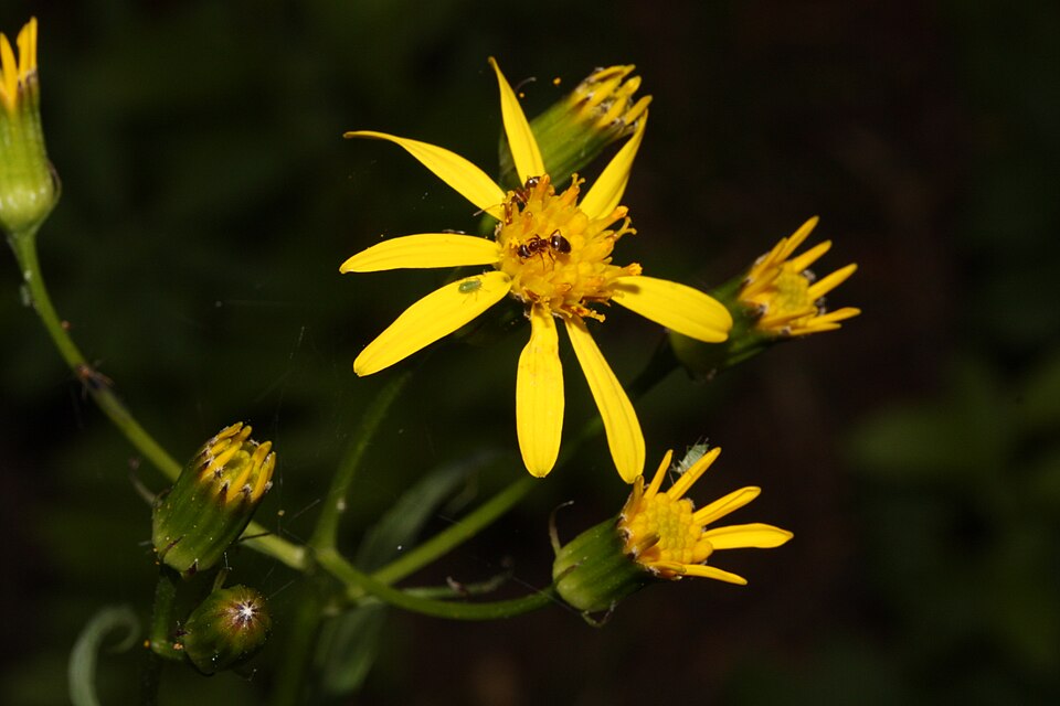 Arrowleaf Ragwort photo 4