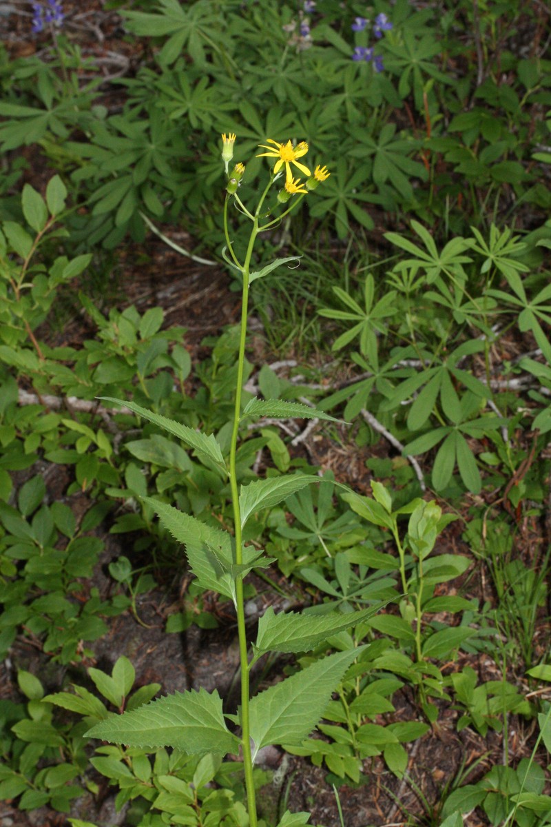 Arrowleaf Ragwort