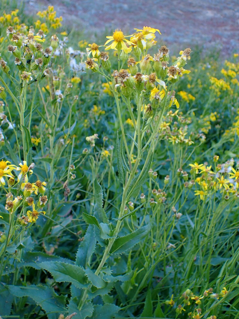 Arrowleaf Ragwort photo 2