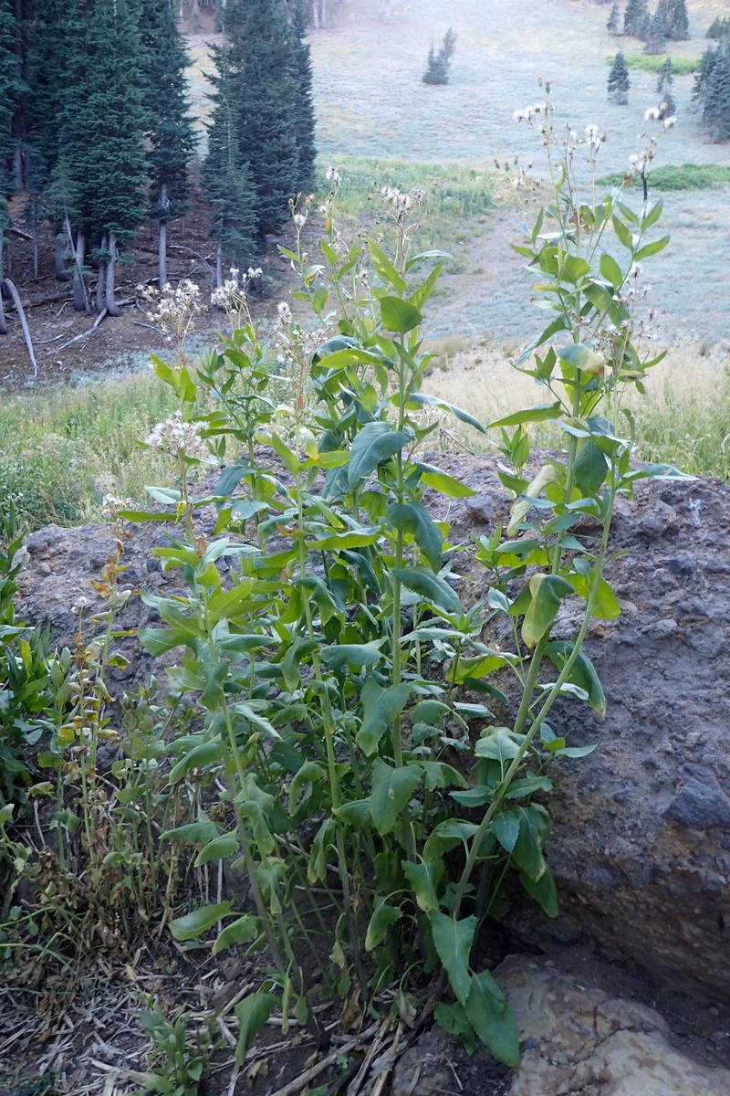 Arrowleaf Ragwort photo 3