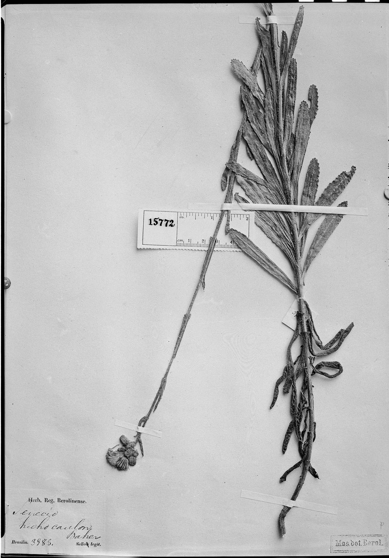 Senecio trichocaulon