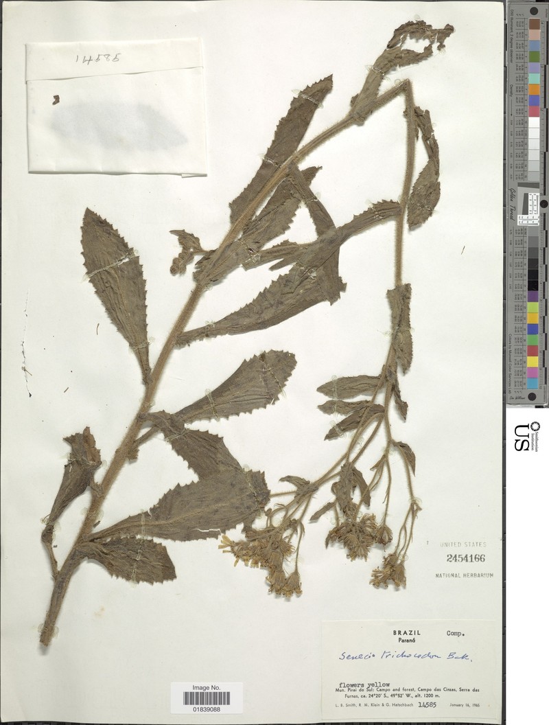 Senecio trichocodon