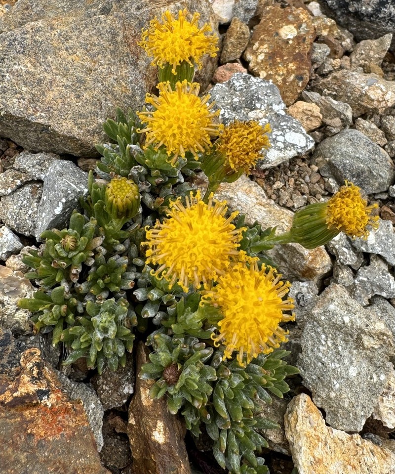 Senecio tricuspidatus