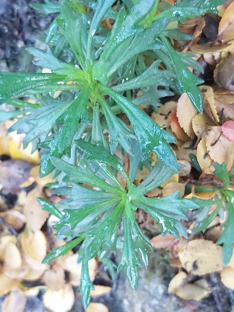 Senecio tricuspidatus photo 2
