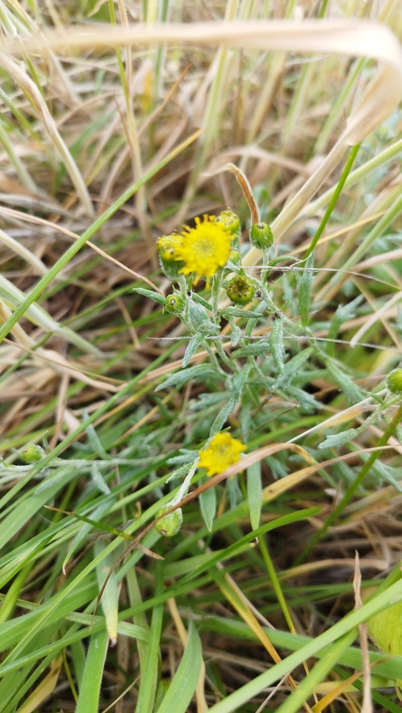 Senecio tricuspidatus photo 3