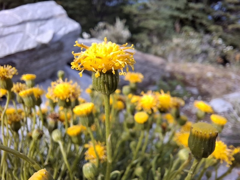 Senecio tricuspidatus photo 4