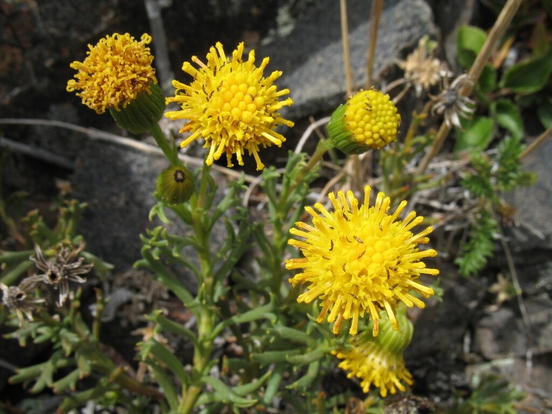 Senecio tricuspidatus photo 5