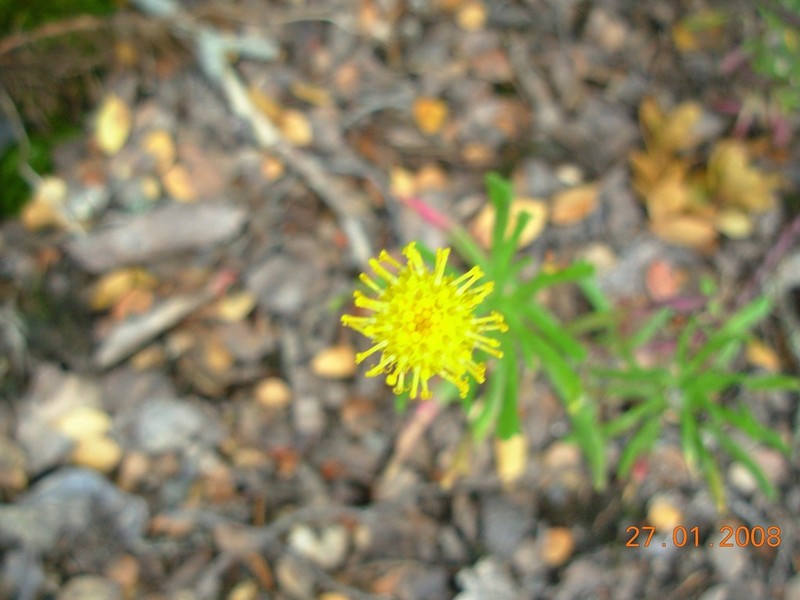 Senecio tricuspidatus photo 6