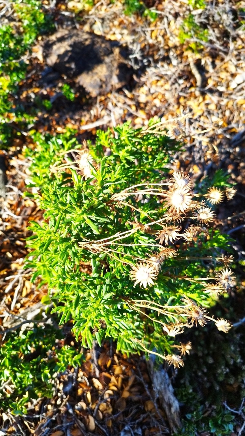 Senecio tricuspidatus photo 7