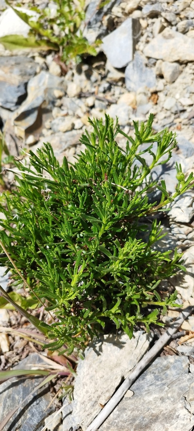 Senecio tricuspidatus photo 8