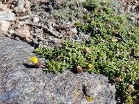 Senecio trifidus