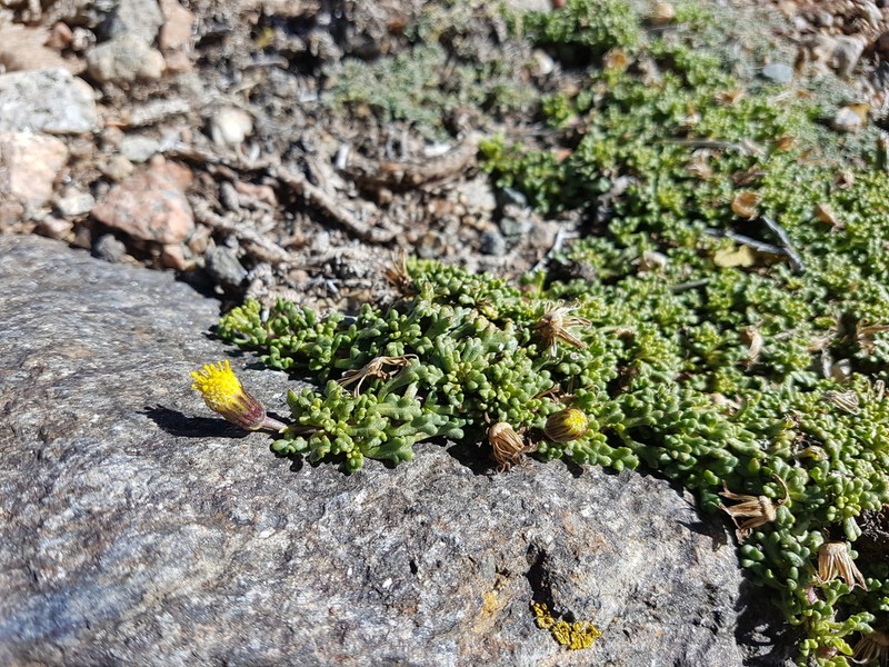 Senecio trifidus
