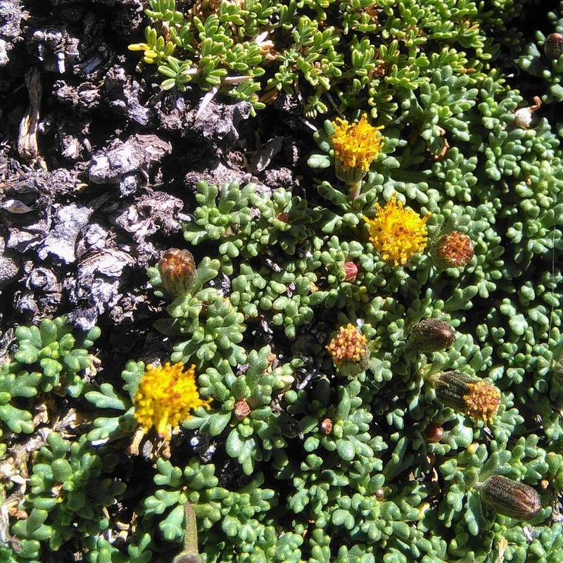 Senecio trifidus photo 2