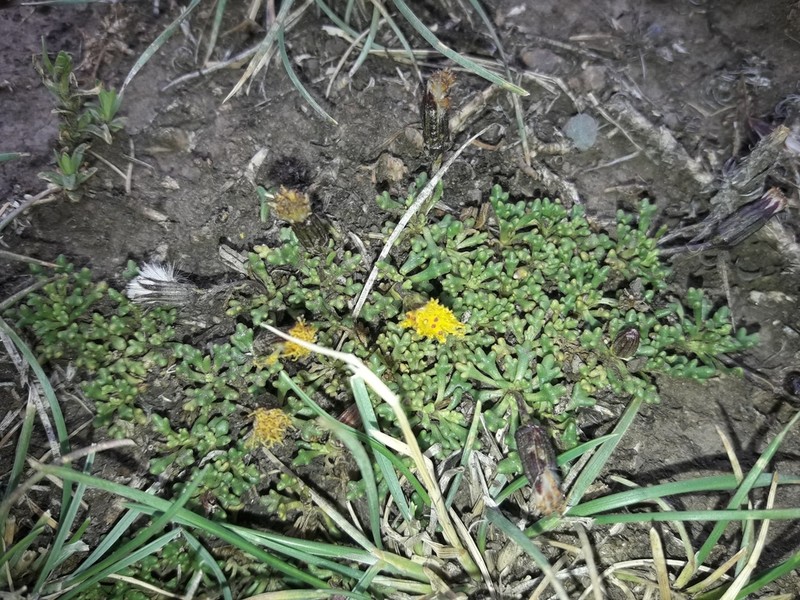 Senecio trifidus photo 3
