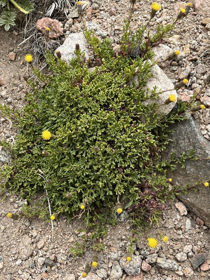 Senecio trifidus photo 4