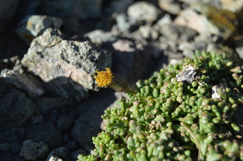 Senecio trifidus photo 5