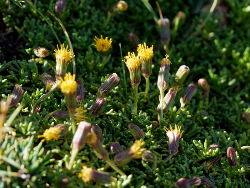 Senecio trifidus photo 6