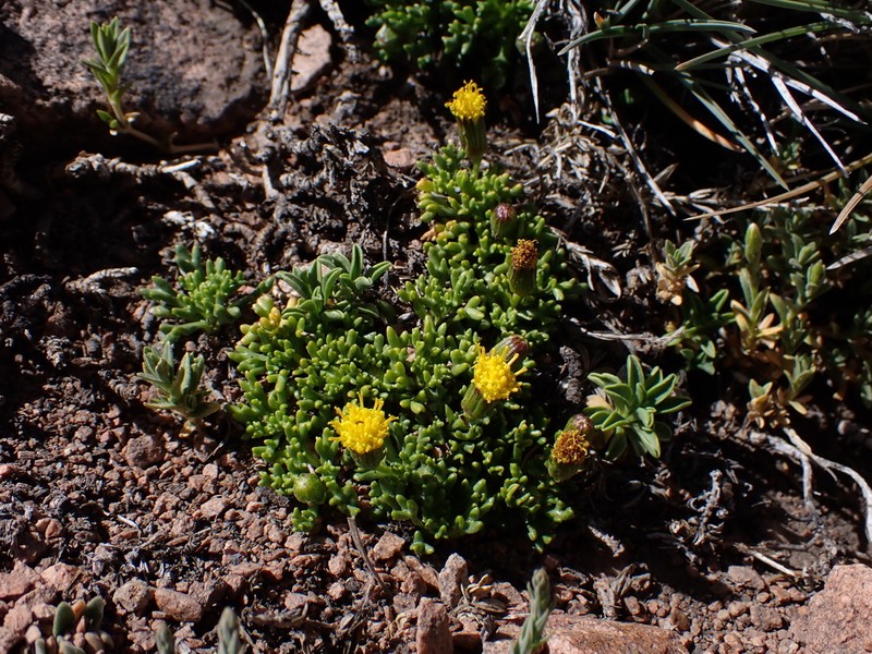 Senecio trifidus photo 7