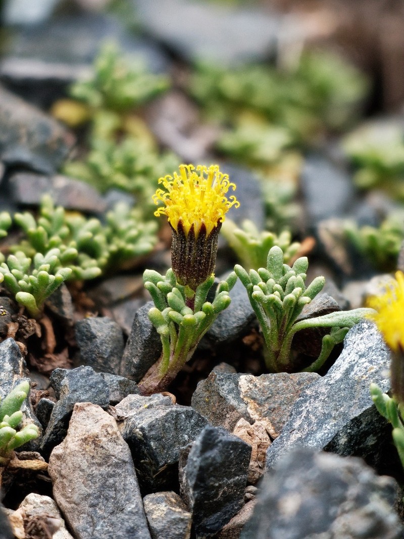 Senecio trifidus photo 8