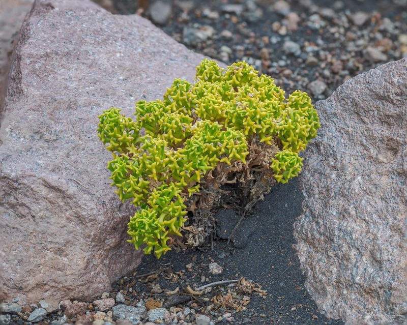 Senecio trifurcifolius