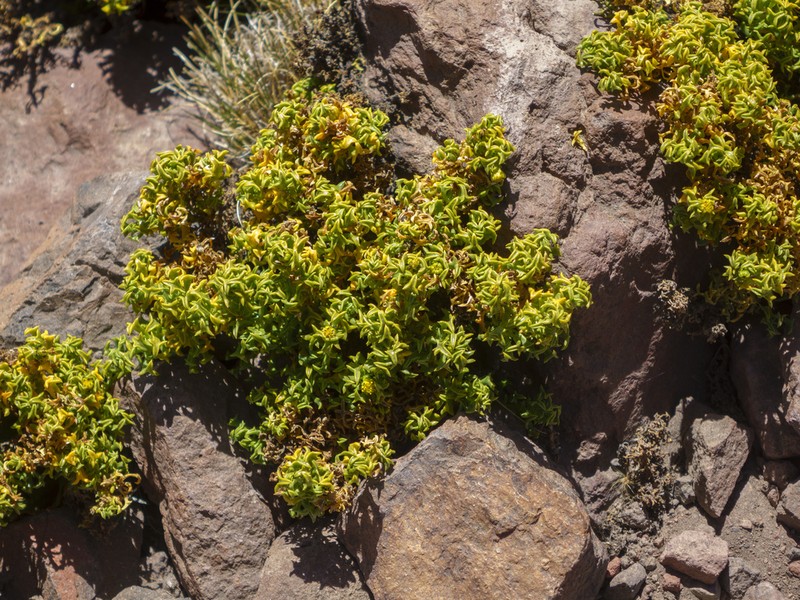 Senecio trifurcifolius photo 2