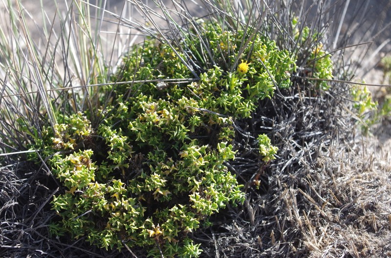 Senecio trifurcifolius photo 3