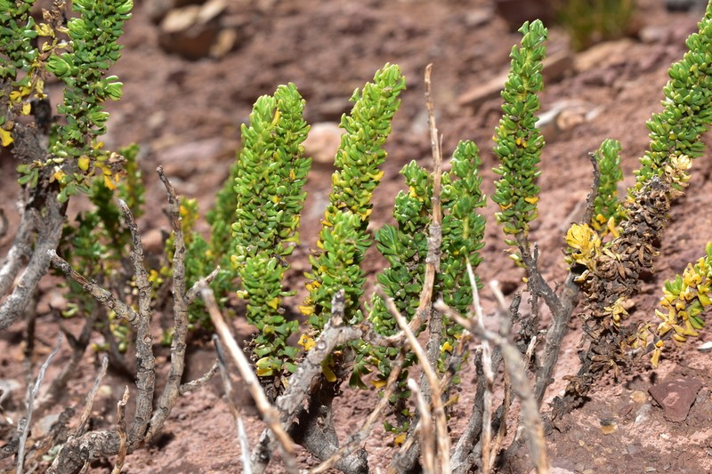 Senecio trifurcifolius photo 4
