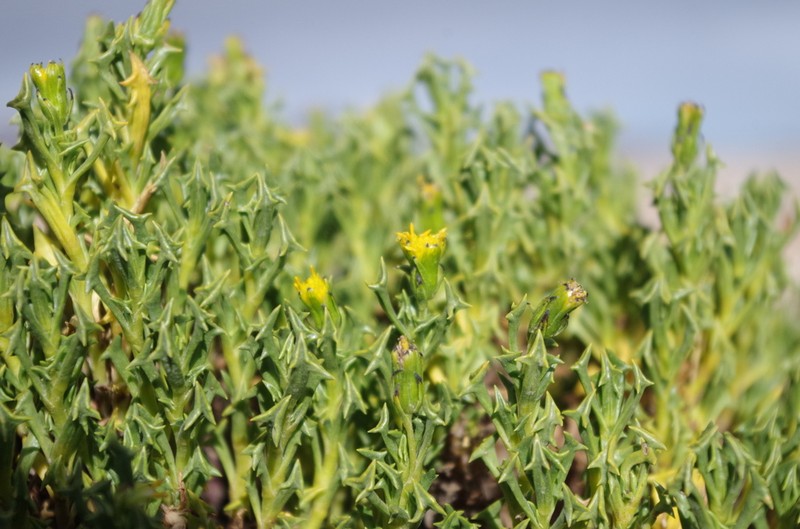 Senecio trifurcifolius photo 5