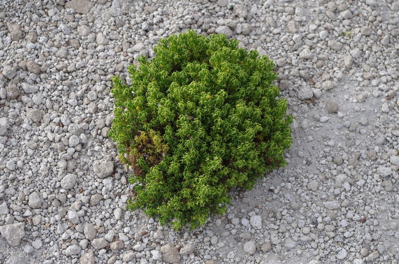 Senecio trifurcifolius photo 6